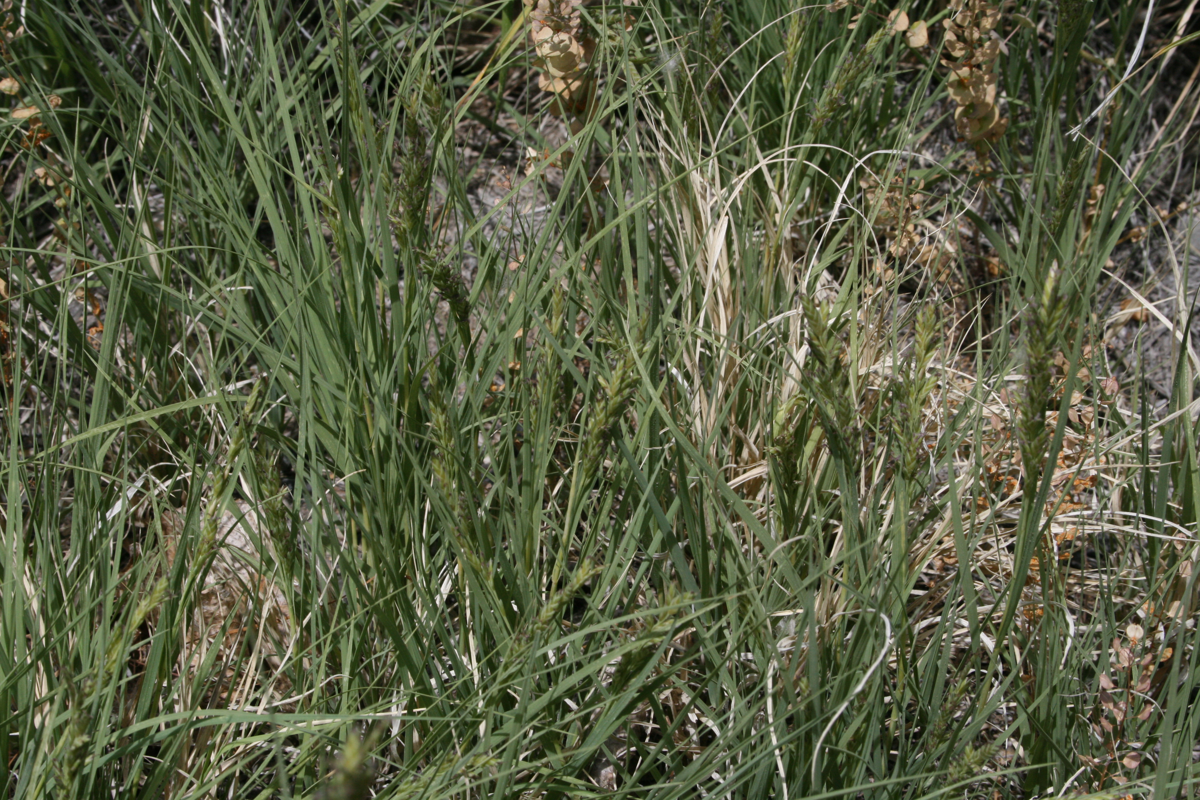 alkali saltgrass (Distichlis stricta )